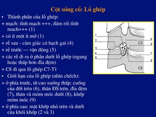 Cét sèng cæ: Lç ghÐp
•  Thµnh phÇn cña lç ghÐp:
+ m¹ch: tÜnh m¹ch +++, ®¸m rèi tÜnh
mach+++ (1)
+ cã Ýt mét Ýt mì (1)
+ rÔ sau - c¶m gi¸c cã h¹ch gai (4)
+ rÔ tr­íc – vËn ®éng (5)
+ c¸c rÔ ®i ra ë phÇn d­íi lç ghÐp (ngang
hoÆc thÊp h¬n ®Üa ®Öm)
+ C8 ®i qua lç ghÐp C7-T1
•  Giíi h¹n cña lç ghÐp (nh×n chÕch):
+ ë phÝa tr­íc, tõ cao xuèng thÊp: cuèng
cña ®èt trªn (6), th©n §S trªn, ®Üa ®Öm
(7), th©n vµ mám mãc d­íi (8), khíp
mám mãc (9)
+ ë phÝa sau: mÆt khíp nhá trªn vµ d­íi
cña khèi khíp (2 vµ 3)
 