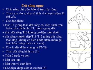 Cét sèng ngùc
•  Chøc n¨ng chñ yÕu: b¶o vÖ trôc tñy sèng.
•  Tham gia vµo sù duy tr× tÜnh vµ chuyÓn ®éng lµ
thø yÕu.
•  C¸c ®Æc ®iÓm:
+ th©n T1 gièng th©n ®èt sèng cæ, diÖn s­ên trªn
hoµn toµn dµnh cho T1, mám ngang dµi.
+ th©n ®èt sèng T10 kh«ng cã diÖn s­ên d­íi.
+ ®èt sèng chuyÓn tiÕp T11-T12 gièng ®èt sèng
th¾t l­ng (kh«ng cã diÖn khíp s­ên, mám gai
h¬i chÐo xuèng d­íi vµ ra sau).
•  Cã c¸c ®Æc ®iÓm chung tõ T2-T9.
•  Th©n ®èt sèng h×nh trô (1):
+ Trßn ë tr­íc vµ bªn
+ MÆt sau lâm
+ MÆt trªn vµ d­íi lâm
+ C¸c diÖn khíp s­ên ë sau bªn (8)
 
