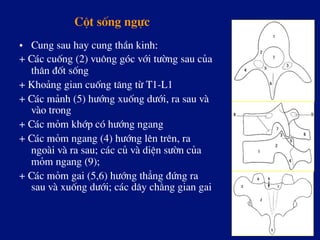 Cét sèng ngùc
•  Cung sau hay cung thÇn kinh:
+ C¸c cuèng (2) vu«ng gãc víi t­êng sau cña
th©n ®èt sèng
+ Kho¶ng gian cuèng t¨ng tõ T1-L1
+ C¸c m¶nh (5) h­íng xuèng d­íi, ra sau vµ
vµo trong
+ C¸c mám khíp cã h­íng ngang
+ C¸c mám ngang (4) h­íng lªn trªn, ra
ngoµi vµ ra sau; c¸c cñ vµ diÖn s­ên cña
mám ngang (9);
+ C¸c mám gai (5,6) h­íng th¼ng ®øng ra
sau vµ xuèng d­íi; c¸c d©y ch»ng gian gai
 