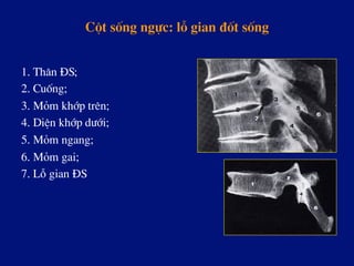 Cét sèng ngùc: lç gian ®èt sèng
1. Th©n §S;
2. Cuèng;
3. Mám khíp trªn;
4. DiÖn khíp d­íi;
5. Mám ngang;
6. Mám gai;
7. Lç gian §S
 