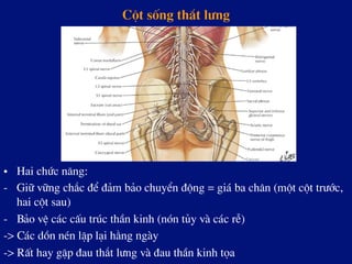 Cét sèng th¾t l­ng
•  Hai chøc n¨ng:
-  Gi÷ v÷ng ch¾c ®Ó ®¶m b¶o chuyÓn ®éng = gi¸ ba ch©n (mét cét tr­íc,
hai cét sau)
-  B¶o vÖ c¸c cÊu tróc thÇn kinh (nãn tñy vµ c¸c rÔ)
-> C¸c dån nÐn lÆp l¹i h»ng ngµy
-> RÊt hay gÆp ®au th¾t l­ng vµ ®au thÇn kinh täa
 