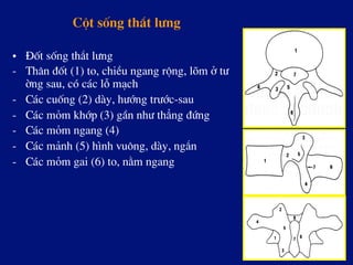 Cét sèng th¾t l­ng
•  §èt sèng th¾t l­ng
-  Th©n ®èt (1) to, chiÒu ngang réng, lâm ë t­
êng sau, cã c¸c lç m¹ch
-  C¸c cuèng (2) dµy, h­íng tr­íc-sau
-  C¸c mám khíp (3) gÇn nh­ th¼ng ®øng
-  C¸c mám ngang (4)
-  C¸c m¶nh (5) h×nh vu«ng, dµy, ng¾n
-  C¸c mám gai (6) to, n»m ngang
 