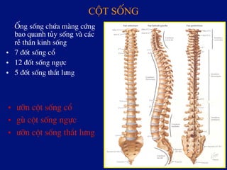 cét sèng!
èng sèng chøa mµng cøng
bao quanh tñy sèng vµ c¸c
rÔ thÇn kinh sèng
•  7 ®èt sèng cæ
•  12 ®èt sèng ngùc
•  5 ®èt sèng th¾t l­ng
•  ­ìn cét sèng cæ
•  gï cét sèng ngùc
•  ­ìn cét sèng th¾t l­ng
 