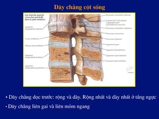 D©y ch»ng cét sèng
• D©y ch»ng däc tr­íc: réng vµ dµy. Réng nhÊt vµ dµy nhÊt ë tÇng ngùc
• D©y ch»ng liªn gai vµ liªn mám ngang
 