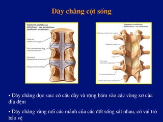 D©y ch»ng cét sèng
• D©y ch»ng däc sau: cã cÇu dµy vµ réng b¸m vµo c¸c vßng x¬ cña
®Üa ®Öm
• D©y ch»ng vµng nèi c¸c m¶nh cña c¸c ®èt sèng s¸t nhau, cã vai trß
b¶o vÖ
 