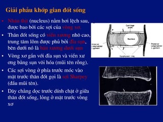 Gi¶i phÉu khíp gian ®èt sèng
•  Nh©n thÞt (nucleus) n»m h¬i lÖch sau,
®­îc bao bëi c¸c sîi cña vßng x¬.
•  Th©n ®èt sèng cã viÒn x­¬ng nh« cao,
trung t©m lâm ®­îc phñ bëi ®Üa sôn,
bªn d­íi nã lµ b¶n x­¬ng d­íi sôn
•  Vßng x¬ g¾n víi ®Üa sôn vµ viÒn x­
¬ng b»ng sôn v«i hãa (mòi tªn rçng).
•  C¸c sîi vßng ë phÝa tr­íc mãc vµo
mÆt tr­íc th©n ®èt gäi lµ sîi Sharpey
(®Çu mòi tªn).
•  D©y ch»ng däc tr­íc dÝnh chÆt ë gi÷a
th©n ®èt sèng, láng ë mÆt tr­íc vßng
x¬
 