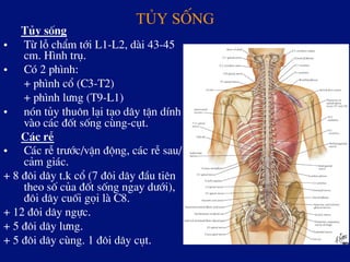 Tñy sèng!
Tñy sèng
•  Tõ lç chÈm tíi L1-L2, dµi 43-45
cm. H×nh trô.
•  Cã 2 ph×nh:
+ ph×nh cæ (C3-T2)
+ ph×nh l­ng (T9-L1)
•  nãn tñy thu«n l¹i t¹o d©y tËn dÝnh
vµo c¸c ®èt sèng cïng-côt.
C¸c rÔ
•  C¸c rÔ tr­íc/vËn ®éng, c¸c rÔ sau/
c¶m gi¸c.
+ 8 ®«i d©y t.k cæ (7 ®«i d©y ®Çu tiªn
theo sè cña ®èt sèng ngay d­íi),
®«i d©y cuèi gäi lµ C8.
+ 12 ®«i d©y ngùc.
+ 5 ®«i d©y l­ng.
+ 5 ®«i d©y cïng. 1 ®«i d©y côt.
 