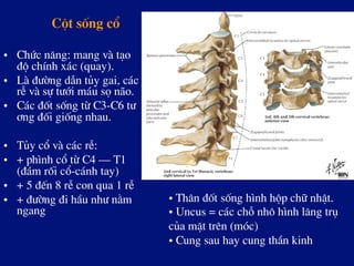 Cét sèng cæ
•  Chøc n¨ng: mang vµ t¹o
®é chÝnh x¸c (quay).
•  Lµ ®­êng dÉn tñy gai, c¸c
rÔ vµ sù t­íi m¸u sä n·o.
•  C¸c ®èt sèng tõ C3-C6 t­
¬ng ®èi gièng nhau.
•  Tñy cæ vµ c¸c rÔ:
•  + ph×nh cæ tõ C4 – T1
(®¸m rèi cæ-c¸nh tay)
•  + 5 ®Õn 8 rÔ con qua 1 rÔ
•  + ®­êng ®i hÇu nh­ n»m
ngang
• Th©n ®èt sèng h×nh hép ch÷ nhËt.
• Uncus = c¸c chç nh« h×nh l¨ng trô
cña mÆt trªn (mãc)
• Cung sau hay cung thÇn kinh
 