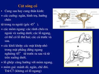 Cét sèng cæ
•  Cung sau hay cung thÇn kinh:
+ c¸c cuèng: ng¾n, h×nh trô, h­íng
chÐo
tõ trong ra ngoµi (gãc 45°).
+ c¸c mám ngang: c¸c r·nh chÐo ra
ngoµi vµ xuèng d­íi; c¸c lç ngang,
cã thÓ cã lç thø hai; c¸c cñ tr­íc vµ
sau.
+ c¸c khèi khíp: c¸c mÆt khíp nhá
trong mÆt ph¼ng ®øng ngang
nghiªng 45° tõ tr­íc ra sau vµ tõ
trªn xuèng d­íi.
+ lç ghÐp: cïng h­íng víi mám ngang.
+ mám gai: m¶nh dÎ, ng¾n, chÎ ®«i.
Trõ C7 (kh«ng cã lç ngang)
 