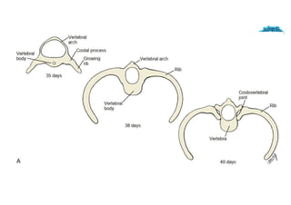 Spine Development Radiology Comprehensive Radiographic Analysis of the Human Spine: Embryology ...
