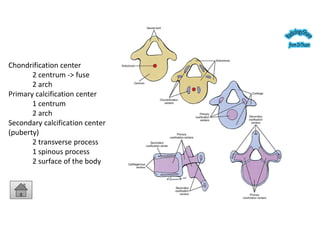 Comprehensive Radiographic Analysis of the Human Spine: Embryology ...