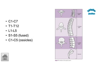Spine Development Radiology Comprehensive Radiographic Analysis of the Human Spine: Embryology ...