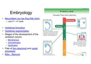 Spine Development Radiology Comprehensive Radiographic Analysis of the Human Spine: Embryology ...