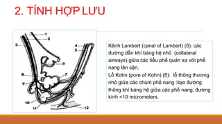 2. TÍNH HỢP LƯU
Kênh Lambert (canal of Lambert) (6): các
đường dẫn khí bàng hệ nhỏ (collateral
airways) giữa các tiểu phế quản xa với phế
nang lân cận.
Lỗ Kohn (pore of Kohn) (8): lỗ thông thương
nhỏ giữa các chùm phế nang tạo đường
thông khí bàng hệ giữa các phế nang, đường
kính <10 micrometers.
 