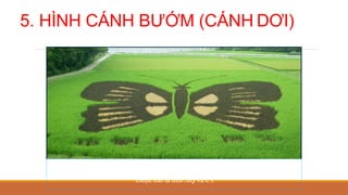 5. HÌNH CÁNH BƯỚM (CÁNH DƠI)
Được mô tả trên XQ và CT
 