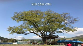 X quang ngực-module ho hap.pptx