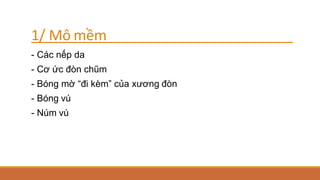 1/ Mô mềm
- Các nếp da
- Cơ ức đòn chũm
- Bóng mờ “đi kèm” của xương đòn
- Bóng vú
- Núm vú
 