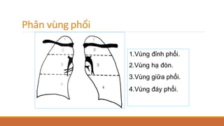 Phân vùng phổi
1.Vùng đỉnh phổi.
2.Vùng hạ đòn.
3.Vùng giữa phổi.
4.Vùng đáy phổi.
 