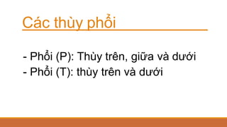 Các thùy phổi
- Phổi (P): Thùy trên, giữa và dưới
- Phổi (T): thùy trên và dưới
 
