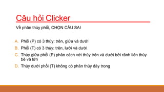 Câu hỏi Clicker
Về phân thùy phổi, CHỌN CÂU SAI
A. Phổi (P) có 3 thùy: trên, giữa và dưới
B. Phổi (T) có 3 thùy: trên, lưỡi và dưới
C. Thùy giữa phổi (P) phân cách với thùy trên và dưới bởi rãnh liên thùy
bé và lớn
D. Thùy dưới phổi (T) không có phân thùy đáy trong
 
