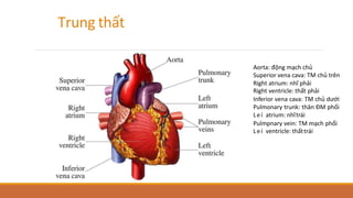 Trung thất
Aorta: động mạch chủ
Superior vena cava: TM chủ trên
Right atrium: nhĩ phải
Right ventricle: thất phải
Inferior vena cava: TM chủ dưới
Pulmonary trunk: thân ĐM phổi
Leí atrium: nhĩtrái
Pulmpnary vein: TM mạch phổi
Leí ventricle: thấttrái
 