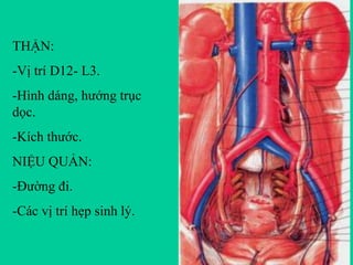 THẬN:
-Vị trí D12- L3.

-Hình dáng, hướng trục
dọc.
-Kích thước.

NIỆU QUẢN:
-Đường đi.
-Các vị trí hẹp sinh lý.

 