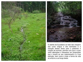 O plantio de Eucaliptos ao lado das margens
dos curso d’água e dos banhados e a
ulização destas áreas para o pastoreio e
criação de animais, permite com que o curso
sofra alterações e desastres em proporções
que o levará ao seu soterramento e a sua
extinção, bem como a toda a forma de vida
ao entorno e ao longo deste.
 