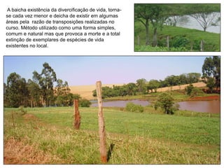 A baicha existência da divercificação de vida, torna-
se cada vez menor e deicha de existir em algumas
áreas pela razão de transposições realizadas no
curso. Método utilizado como uma forma simples,
comum e natural mas que provoca a morte e a total
extinção de exemplares de espécies de vida
existentes no local.
 