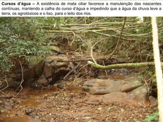Cursos d’água – A existência de mata ciliar favorece a manutenção das nascentes
contínuas, mantendo a calha do curso d’água e impedindo que a água da chuva leve a
terra, os agrotóxicos e o lixo, para o leito dos rios.
 