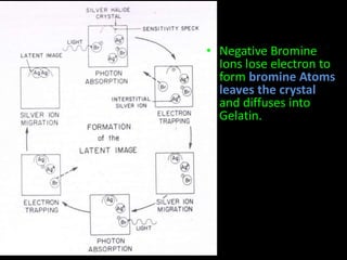 • Negative Bromine 
Ions lose electron to 
form bromine Atoms 
leaves the crystal 
and diffuses into 
Gelatin. 
 
