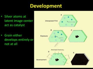 Development 
• Silver atoms at 
latent image center 
act as catalyst 
• Grain either 
develops entirely or 
not at all 
 