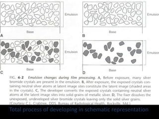 Total process of developing in schematic representation 
 