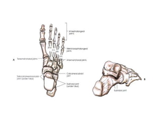 X Ray Of Foot And Ankle
