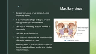 z
Maxillary sinus
 Largest paranasal sinus, paired, located
within the maxilla.
 It is pyramidal in shape and apex towards
the zygomatic process of maxilla.
 The floor is formed by alveolar process of
the maxilla
 The roof is the orbital floor.
 The posterior wall forms the anterior border
of the pterygopalatine fossa.
 Maxillary sinus drains into the infundibulum,
then through the hiatus semilunaris into the
middle meatus.
 