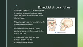 z
Ethmoidal air cells (sinus)
 They are a collection of air cells (3 -18
in number) separated by bony septa
within the lateral mass/labyrinth of the
ethmoid bone.
 They are separated into anterior, middle,
posterior ethmoidal cells.
 Anterior cells drain into the hiatus
semilunaris and middle meatus via the
ethmoidal bulla.
 The posterior cells drain into the
superior meatus via the
sphenoethmoidal recess.
 