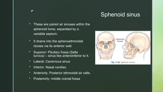 z
Sphenoid sinus
 These are paired air sinuses within the
sphenoid bone, separated by a
variable septum.
 It drains into the sphenoethmoidal
recess via its anterior wall.
 Superior: Pituitary fossa (Sella
turcica) – sinus lies anteroinferior to it.
 Lateral: Cavernous sinus
 Inferior: Nasal cavities.
 Anteriorly: Posterior ethmoidal air cells.
 Posteriorly: middle cranial fossa
 