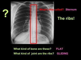 The ribs! What kind of bone are these?  FLAT What kind of  joint are the ribs?  GLIDING What’s this called?   Sternum ? 