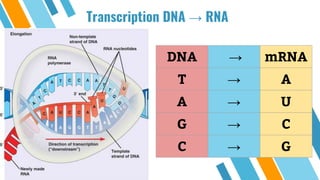 Transcription DNA → RNA
DNA → mRNA
T → A
A → U
G → C
C → G
 