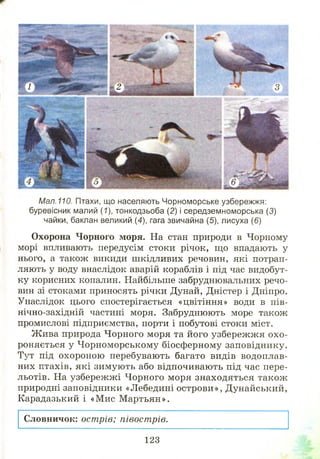 Мал.110. Птахи, що населяють Чорноморське узбережжя:
буревісник малий (1), тонкодзьоба (2) і середземноморська (3)
чайки, баклан великий (4), гага звичайна (5), лисуха (6)
Охорона Чорного моря. На стан природи в Чорному
морі впливають передусім стоки річок, що впадають у
нього, а також викиди шкідливих речовин, які потрап­
ляють у воду внаслідок аварій кораблів і під час видобут­
ку корисних копалин. Найбільше забруднювальних речо­
вин зі стоками приносять річки Дунай, Дністер і Дніпро.
Унаслідок цього спостерігається «цвітіння» води в пів­
нічно-західній частині моря. Забруднюють море також
промислові підприємства, порти і побутові стоки міст.
Ж ива природа Чорного моря та його узбереж ж я охо­
роняється у Ч орноморському біосферному заповіднику.
Тут під охороною перебувають багато видів водоплав­
них птахів, які зимують або відпочивають під час пере­
льотів. На узбереж ж і Чорного моря знаходяться також
природні заповідники «Лебедині острови», Дунайський,
Карадазький і «М ис М артьян».
Словничок: острів; півострів.
123
 