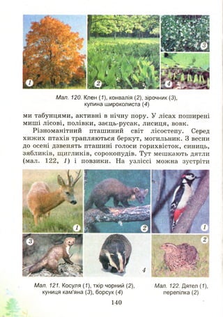 Мал. 120. Клен (7), конвалія (2), зірочник (3),
купина широколиста (4)
ми табунцями, активні в нічну пору. У лісах поширені
миш і лісові, полівки, заєць-русак, лисиця, вовк.
Різноманітний пташиний світ лісостепу. Серед
хиж их птахів трапляються беркут, могильник. З весни
до осені дзвенять пташині голоси горихвісток, синиць,
зябликів, щ игликів, сорокопудів. Тут меш кають дятли
(мал. 122, 1) і повзики. На узліссі можна зустріти
Мал. 121. Косуля (1), тхір чорний (2), Мал. 122. Дятел (1),
куниця кам'яна (3), борсук (4) перепілка (2)
140
 