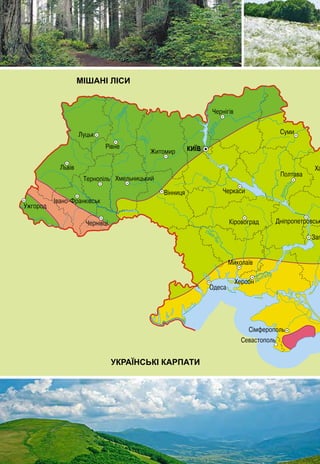 МІШАНІ ЛІСИ ЛІСОСТЕП СТЕП
УКРАЇНСЬКІ КАРПАТИ КРИМСЬКІ ГОРИ
ПРИРОДНІ ЗОНИ УКРАЇНИ
Мішані ліси
Лісостеп
Степ
Українські Карпати
Кримські гори
 