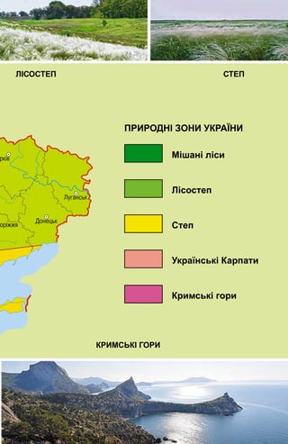 МІШАНІ ЛІСИ ЛІСОСТЕП СТЕП
УКРАЇНСЬКІ КАРПАТИ КРИМСЬКІ ГОРИ
ПРИРОДНІ ЗОНИ УКРАЇНИ
Мішані ліси
Лісостеп
Степ
Українські Карпати
Кримські гори
 