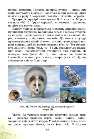 58
кайри, баклани. Головна пожива птахів  – риба, яку
вони добувають в океані. Водиться білий ведмідь, який
полює на рибу й морських ссавців – тюленів, моржів.
Тундра. У тундрі зима триває 8–9 місяців. Морози
сягають –50 °С. Ґрунт мерзлий, за коротке і прохолод-
не літо він відтає мало.
Улітку тундра вкривається мо­хами, лишайниками,
кущиками брусниці. Карликова береза і віль­ха стелять-
ся по землі, захищаючись таким чином від сильних віт­
рів, а взимку – від лютих морозів. До життя в тундрі
пристосувалися північні олені, у яких густе хутро і ши-
рокі копита, щоб не провалюватися в снігу. Тут мешка-
ють лемінги, песці (мал. 46, 1 і 2), трапляється поляр-
ний вовк. Різноманітний пташиний світ тундри. Це
полярна сова (мал.  46, 3), яка полює на лемінгів
і мишей, а також гуси, качки, гагари (мал. 46, 4), що
гніздяться влітку біля озер.
3
41 2
Мал. 46. Лемінг (1), песець (2), полярна сова (3),
гагара (4)
Тайга. За тундрою величезні простори займає тай-
га  – царство хвойних дерев: сосни, ялини, ялиці,
модрини, сибірського кедра. У тайзі живуть лось, лиси-
ця, рись, куниця лісова, ласка (мал.  47). У  лісових
 