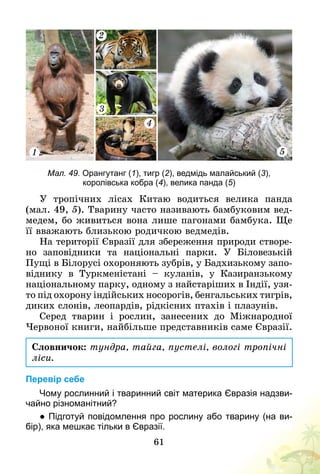 61
2
3
1 5
4
Мал. 49. Орангутанг (1), тигр (2), ведмідь малайський (3),
королівська кобра (4), велика панда (5)
У тропічних лісах Китаю водиться велика панда
(мал. 49, 5). Тварину часто називають бамбуковим вед-
медем, бо живиться вона лише пагонами бамбука. Ще
її вважають близькою родичкою ведмедів.
На території Євразії для збереження природи створе-
но заповідники та національні парки. У  Біловезькій
Пущі в Білорусі охороняють зубрів, у Бадхизькому запо-
віднику в Туркменістані  – куланів, у Казиранзькому
національному парку, одному з найстаріших в Індії, узя-
то під охорону індійських носорогів, бенгальських тигрів,
диких слонів, леопардів, рідкісних птахів і плазунів.
Серед тварин і рослин, занесених до Міжнародної
Червоної книги, найбільше представників саме Євразії.
Словничок: тундра, тайга, пустелі, вологі тропічні
ліси.
Перевір себе
Чому рослинний і тваринний світ материка Євразія надзви­
чайно різноманітний?
● Підготуй повідомлення про рослину або тварину (на ви­
бір), яка мешкає тільки в Євразії.
 