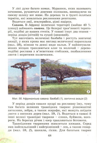 У лісі дуже багато комах. Мурашки, яких називають
кочовими, рухаються довгими колонами, винищуючи на
своєму шляху все живе. На деревах та в ґрунті селяться
терміти, які живляться рослинними рештками.
Водяться змії, землерийки, різні ящірки.
Савани. В Африці величезні території (майже 40 %
площі) займають савани. Це безкраї трав’янисті терито­
рії, подібні до наших степів. У савані існує два сезони -
період дощів (літній) та сухий (зимовий).
Тут височію ть величезні баобаби і ростуть зонтичні
акації, у яких крона має вигляд величезної парасольки
(мал. 58), мімози та деякі види пальм. У найпосушли-
віш их м ісцях трапляються алое та молочай - дерево­
подібні рослини з м ’ясистими стеблами, позбавленими
листя і вкритими колючками.
Мал. 58. Африканська савана: баобаб (7), зонтична акація (2)
У період дощ ів савани щедрі на рослинну їж у, тому
там багато великих травоїдних тварин: різноманітні
антилопи, зебри, а також жирафи, які мож уть поїдати
листя з високих дерев (мал. 59, 1). Водяться в савані й
інш і великі травоїдні тварини - слони, буйволи, носо­
роги. На берегах річок і озер трапляються бегемоти.
Травоїдними тваринами живляться хиж аки. Серед
них найсильніший і найгрізніш ий - лев, а також гепар­
ди (мал. 59, 2), шакали, гієни. Для багатьох тварин
68
 