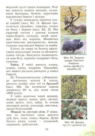 мерзлий ґрунт трохи відмерзає. Тоді
все довкола вкрите мохами, кущ и­
ками брусниць, буяхів, заростями
карликової берези і вільхи.
У тундрі меш кають північні оле­
ні карибу (мал. 65, 1). Зрідка тра­
пляється вівцебик, тварина, схож а
на бика і барана (мал. 65, 2). Він
укритий густим і довгим хутром
чорно-бурого кольору, який захи­
щає його від морозів. Ж ивиться
трав’янистою рослинністю, мохом,
гілками карликової берези та верби.
Улітку на озера та болота прилі­
тають водоплавні птахи та облашто-
вують гнізда. Зимувати залишають­
ся сова біла, куріпки тундрова і біла,
пуночка.
Тайга. У тайзі ростуть ялина,
ялиця, сосна, модрина. Пригадай,
які хвойні рослини рост ут ь у тайзі
Євразії.
На Тихоокеанському узбереж ж і,
де достатньо вологи й тепла,
ростуть хвойні ліси туї та дугласії
(мал. 66). Це величезні дерева
заввишки 80 м, вік яких сягає
1000 років.
У тайзі водяться чорні ведмеді,
ведмеді гризлі, вовки, рисі, лисиці,
олені вапіті, лосі, зайці. Із птахів
поширені дятли, шишкарі, омелюхи,
орлан білоголовий.
Мішані та листяні ліси. У м іш а­
них та листяних лісах ростуть
дуб, бук, липа, осика, береза. Дуже
багато видів клена - цукровий,
червоний, сріблястий.
Мал. 65. Тварини
тундри Північної
Америки:
олень карибу (7),
вівцебик (2)
Мал. 66. Дерева
туя (7) і дугласія (2)
75
 