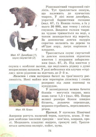 Різноманітний тваринний світ
лісів. Тут трапляється опосум,
щ о належить до сумчастих
тварин. У лісі живе дикобраз,
укритий барвистими голками
(мал. 67, І). Кожна голка, а їх у
нього ЗО 000, має темну і світлу
смуж ки. Завдяки голкам твари­
на чудово тримається на воді, а
також захищ ається від ворогів.
За допомогою довгих пазурів
спритно вилазить на дерево та
об’їдає кору, ласує корінням і
плодами.
Трапляється скунс смугастий
Мал. 67. Дикобраз(1), дОВГИМ кош латим піднятим
скунс смугастии (2) .
хвостом і яскравим забарвлен­
ням (мал. 67, 2). Під хвостом у
скунса є особливі залози, щ о виділяють рідину з дуже
неприємним запахом. У разі небезпеки він влучно «стрі­
ляє» цією рідиною на відстань до 2 -3 м.
Л ісостеп і степ материка багаті на трав’янисту рос­
линність. Нині майже всю територію лісостепу і степів
розорано під лани пшениці та
кукурудзи.
У заповідниках можна бачити
бізонів - могутніх тварин, маса
яких сягає 1,5 т (мал. 68). Попри
великі розміри бізони швидко
бігають, долаючи перешкоди,
вправно стрибають, перепливають
Мал. 68. Бізон річки.
Пустелі. У пустелях Північної
Америки ростуть колючий терен, кактуси, агави. З тва­
рин особливочисленні гризуни - хом ’яки, ховрахи, кро­
лі. Мешкають плазуни: ящірки, гримучі змії. Трапля­
ються антилопа-вилоріг, койот, пума.
76
 