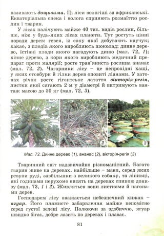 називають дощ овим и. Ці ліси вологіш і за африканські.
Екваторіальна спека і волога сприяють розмаїттю рос­
лин і тварин.
У лісах налічують майже 40 тис. видів рослин, біль­
ше, ніж у будь-яких лісах планети. Тут ростуть цінні
породи дерев: гевея, із соку якої добувають каучук;
какао, з плодів якого виробляють ш околад; динне дере­
во, їстівні плоди якого нагадують диню (мал. 72, 1);
хінне дерево, з кори якого виробляють медичний пре­
парат проти малярії; росте трав’ яниста рослина ананас
(мал. 72, 2). Чагарники лісу - це непрохідні хащ і,
у яких стовбури й гілки дерев оповиті ліанами. У зато­
нах річок росте гігантське латаття вікт орія-регія,
листки якої сягають 2 м у діаметрі й витримують ван­
таж масою до 50 кг (мал. 72, 3).
Мал. 72. Динне дерево (7), ананас (2), вікторія-регія (3)
Тваринний світ надзвичайно різноманітний. Багато
тварин живе на деревах, найбільше - мавп, серед яких
ревуни руді, завбільшки з великого собаку, та лінивці,
які годинами нерухомо висять на деревах спиною дони­
зу (мал. 73, 1 і 2). Ж ивляться вони листками й пагона­
ми дерев.
Господарем лісу вважається небезпечний хиж ак -
ягуар. Його плямисте забарвлення майже непомітне
серед густої зелені лісу. Полюючи за здобиччю, ягуар
швидко бігає, добре лазить по деревах і плаває.
81
 