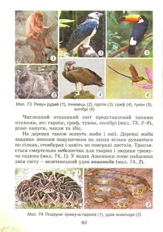 Мал. 73. Ревун рудий (7), лінивець (2), гарпія (3), гриф (4), тукан (5),
колібрі (6)
Численний пташиний світ представлений такими
птахами, як: гарпія, гриф, тукан, колібрі (мал. 73, 3 -6 ),
різні папуги, чапля та ібіс.
На деревах також живуть жаби і змії. Деревні жаби
завдяки липким подушечкам на лапах вільно рухаються
по гілках, стовбурах і навіть по поверхні листків. Трапля­
ється смертельно небезпечна для тварин і людини гриму­
ча гадюка (мал. 74, І). У водах Амазонки живе найдовша
змія світу - велетенський удав анаконда (мал. 74, 2).
Мал. 74. Плазуни: гримуча гадюка (7), удав анаконда (2)
82
 
