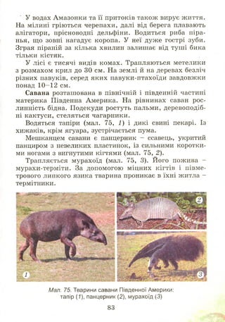У водах Амазонки та її притоків також вирує ж иття.
На мілині гріються черепахи, далі від берега плавають
алігатори, прісноводні дельфіни. Водиться риба піра-
нья, що зовні нагадує коропа. У неї дуже гострі зуби.
Зграя піраній за кілька хвилин залишає від туш і бика
тільки кістяк.
У лісі є тисячі видів комах. Трапляються метелики
з розмахом крил до ЗО см. На землі й на деревах безліч
різних павуків, серед яких павуки-птахоїди завдовжки
понад 10 -12 см.
Савана розташована в північній і південній частині
материка Південна Америка. На рівнинах саван рос­
линність бідна. Подекуди ростуть пальми, деревоподіб­
ні кактуси, стеляться чагарники.
Водяться тапіри (мал. 75, І) і дикі свині пекарі. Із
хижаків, крім ягуара, зустрічається пума.
Мешканцем савани є панцерник - ссавець, укритий
панциром з невеликих пластинок, із сильними коротки­
ми ногами з вигнутими кігтями (мал. 75, 2).
Трапляється мурахоїд (мал. 75, 3). Його пожива -
мурахи-терміти. За допомогою міцних кігтів і півме­
трового липкого язика тварина проникає в їхні житла -
термітники.
Мал. 75. Тварини савани Південної Америки:
тапір (7), панцерник (2), мурахоїд (3)
83
 